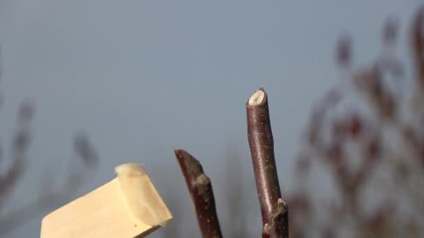 Schutz Junger Apfelbäume Nach Frühjahrsschnitt Mit Gartenwachs — Stockvideo