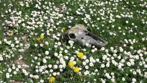 Horse Skull Cranium Summer Meadow Blossoming Daisies Zoom — Stock Video