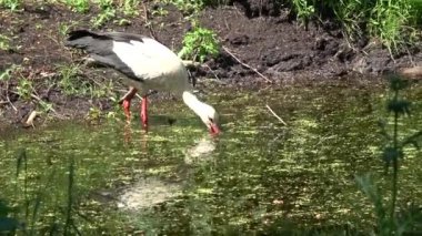 Bataklık göleti yakınlarında beyaz leylek avı