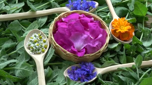 Medizinische Frische Sommerkräuter Rotieren Kochlöffeln Und Weidenkorb Auf Minzgrund — Stockvideo