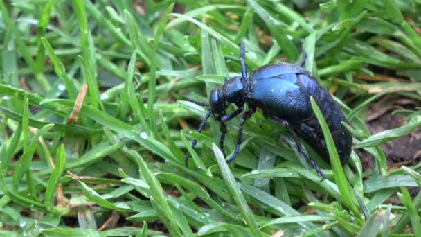 Escarabajo Europeo Del Aceite Insecto Meloe Proscarabaeus Comiendo Hierba Verde — Vídeos de Stock
