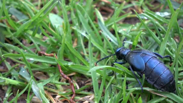春にヨーロッパの油甲虫メロエProscarabaeusを昆虫緑の露草 — ストック動画