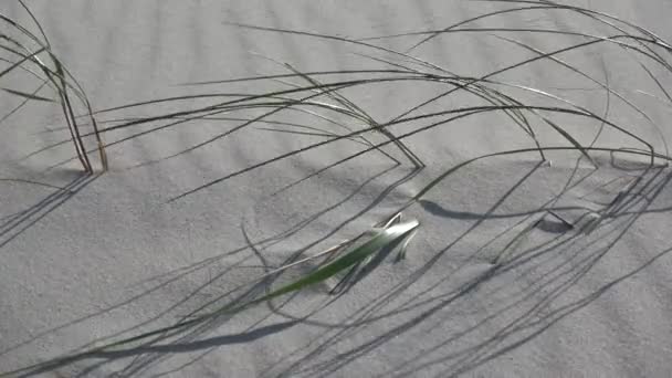 砂浜での風の砂や草の動き — ストック動画