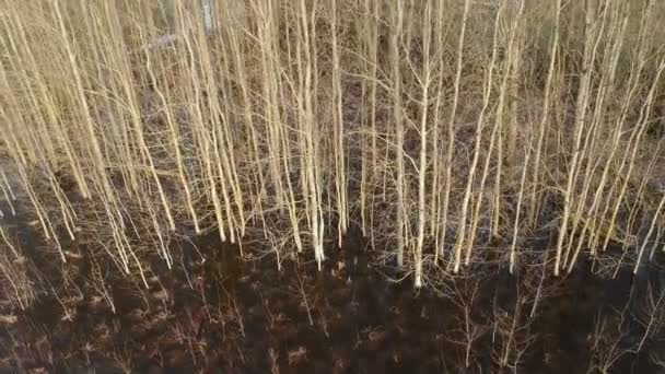 Erken Bahar Kavak Ağacı Donmuş Sel Suyu Hava Manzarası — Stok video