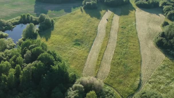 Traktor Heuernte Geschnitten Heu Gras Schönen Sommerabend Luftaufnahme — Stockvideo