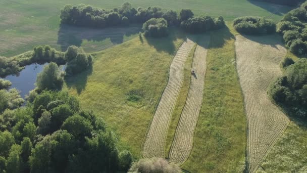 Traktor Erntet Abends Frisches Grünes Heugras Luftaufnahme — Stockvideo