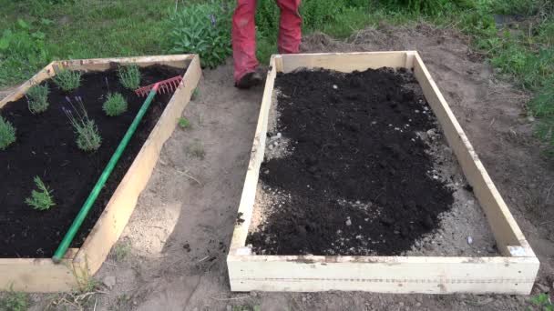 Gardener Pouring Black Soil Humus New Wooden Raised Bed Herbs — Stock Video