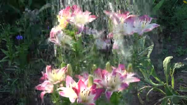 Zalévání Krásné Čerstvé Zahradní Lilie Létě Ráno — Stock video