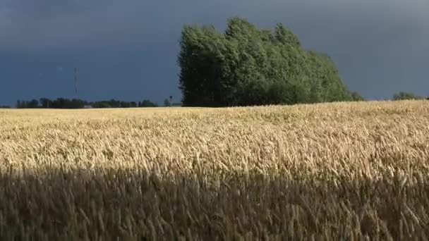 Letni Wieczorny Wiatr Dojrzałym Polu Pszenicy — Wideo stockowe