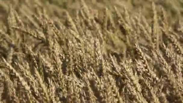 Wind Ripe Golden Wheat Fields Ears Motion Wind Agriculture Background — ストック動画