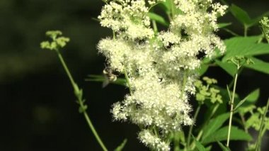 Yaz zamanı tıbbi bitki çayır çiçekleri ve yabanarısı