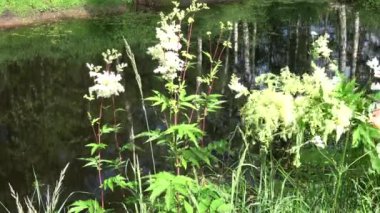 Bitkibilimci taze çayırlık tatlı Filipendula ulmaria tıbbi çiçekleri topluyor.
