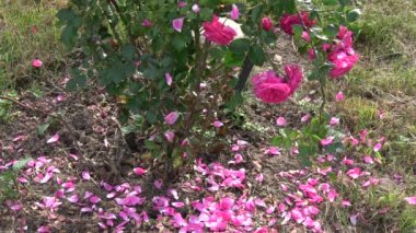 Kırmızı gül yaprakları yazın sonunda çalılıktan dökülüyor. 