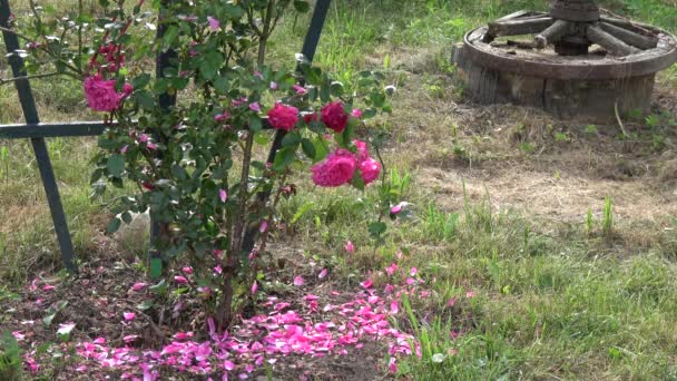 Les Pétales Rose Rouge Tombent Buisson Sur Terre Jardin Fin — Video