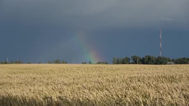 Summer End Evening Rainbow Ripe Wheat Field — Stockvideo