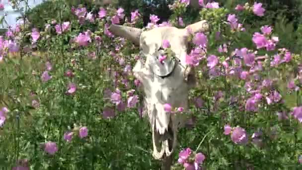 古い牛の頭蓋骨と時計の顔と庭の花の風 — ストック動画