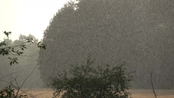 Midzomer Landschap Zonnige Regen Druppels Achtergrond — Stockvideo