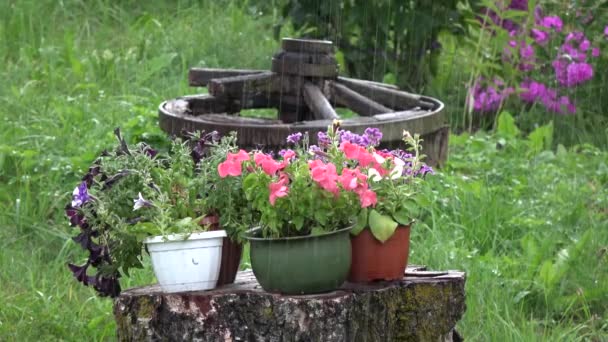 Bahçede Açan Çiçeklerin Üzerine Yaz Yağmuru Yağıyor — Stok video
