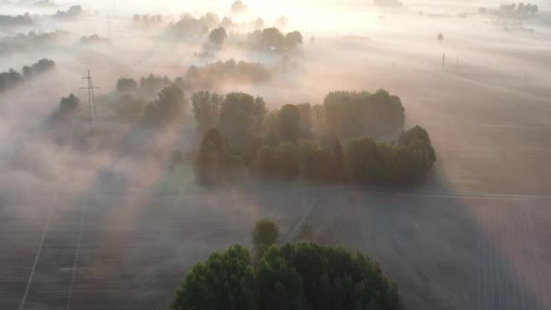Misty Landscape Groves Fields Sunrise Aerial View — Stock Video