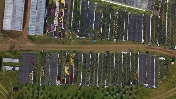 Flores Grandes Plantas Berçário Canteiros Estufa Vista Aérea — Vídeo de Stock