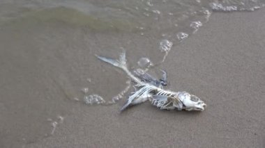 Kumsalda ölü balık iskeleti ve dalgalar