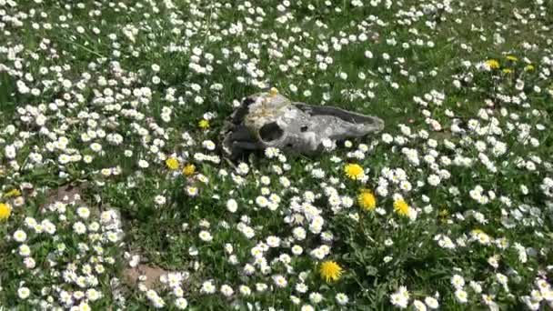 Crâne Cheval Vieux Crâne Sur Prairie Été Avec Des Marguerites — Video