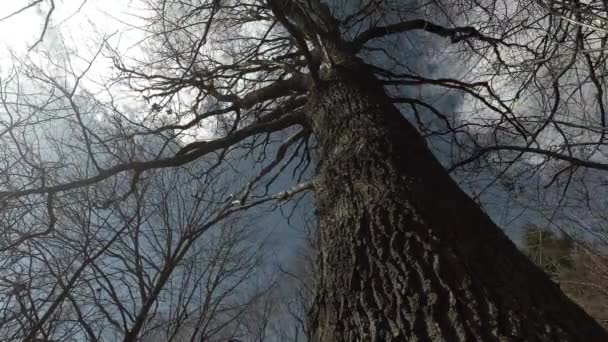没有叶子的老橡树在春天和云彩中摇曳 时光流逝 — 图库视频影像