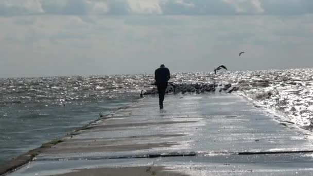 Fotógrafo Asustando Disparando Bandada Aves Marinas Muelle — Vídeos de Stock