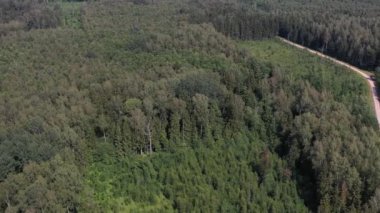 Yaz zamanı ormanı ve çakıl yolu, hava manzarası