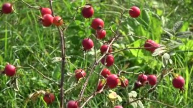 Rosehips dogrose Sonbahar rüzgarında kırmızı meyveler