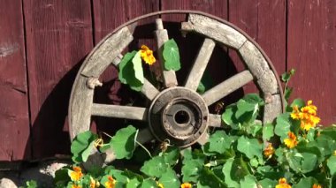 Çiftlik evinin yanında eski at arabası tekerleği ve nasturtiyum çiçeklerin içinde rüzgar.