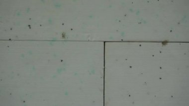 Polistiren ve su geçirmez temeli olan tarihi duvar yalıtımı, yakınlaştır