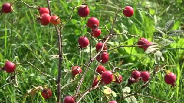 Rosehips Dogrose Κόκκινα Φρούτα Φθινόπωρο Του Ανέμου — Αρχείο Βίντεο