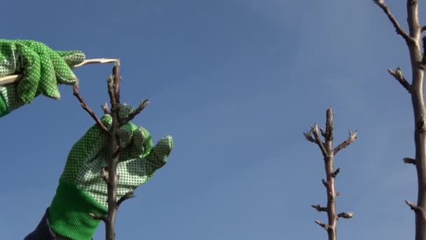 Protéger Les Jeunes Branches Pommier Après Taille Avec Cire Jardin — Video