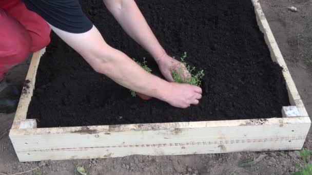 Gardener Raised Flower Bed Planting Common Thyme Thymus Vulgaris Seedlings — Stock Video
