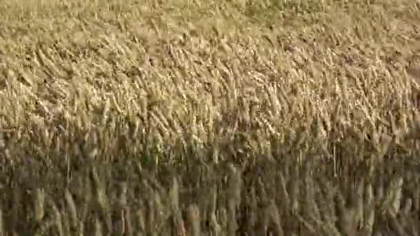 Astratto Maturo Sfondo Grano Dorato Nel Vento Sfondo Agricoltura — Video Stock