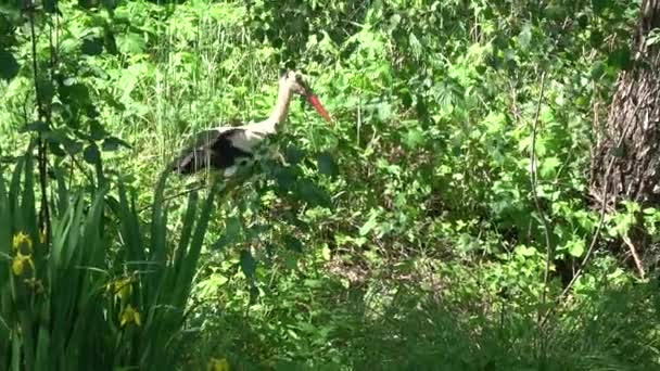 Cegonha Branca Ciconia Ciconia Caça Perto Lago Pantanoso — Vídeo de Stock