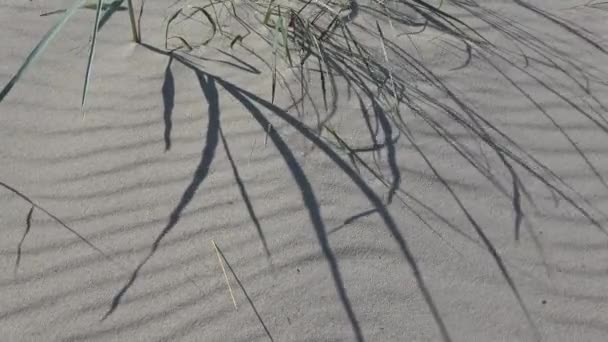 Arena Hierba Sombras Movimiento Viento Playa Del Mar — Vídeos de Stock