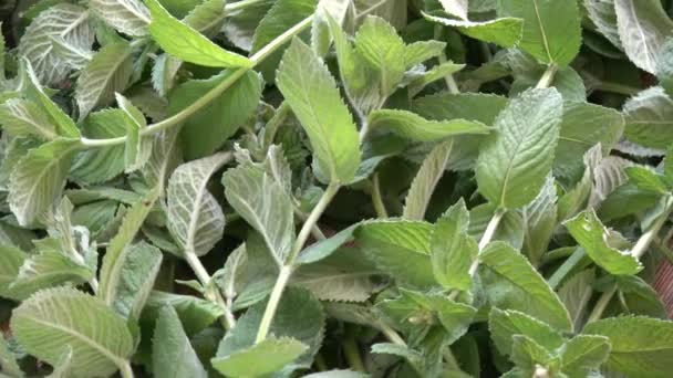 Rotation des herbes de menthe médicale fraîche fond 