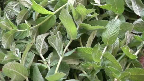 Rotation Des Herbes Menthe Médicale Fraîche Fond — Video