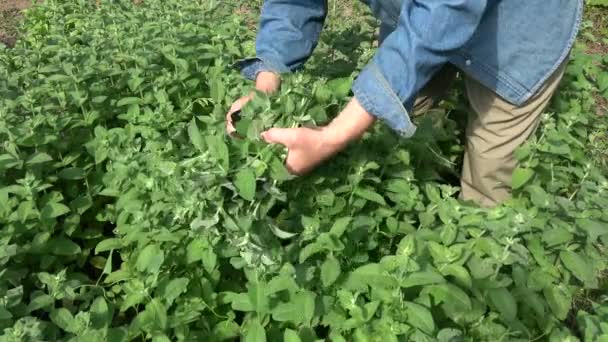 Jardinero Herbolario Recoger Cosecha Hierbas Frescas Menta — Vídeos de Stock