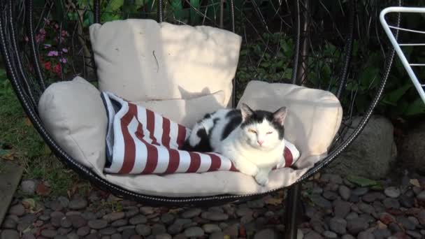 Domestic Cat Resting Hanging Chair Yard — Stock Video