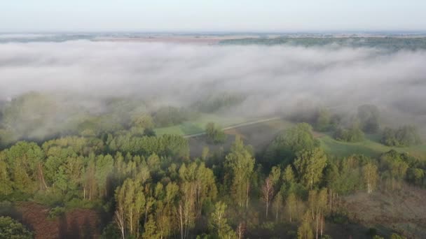 Misty Morning Landscape Road Groves Sunrise Aerial View — ストック動画