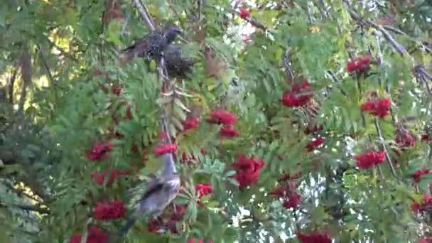野生の鳥フィールドフェアトゥルースのピラリスとスターリング秋の木の上でローワンベリーを食べるSturus Valgaris — ストック動画