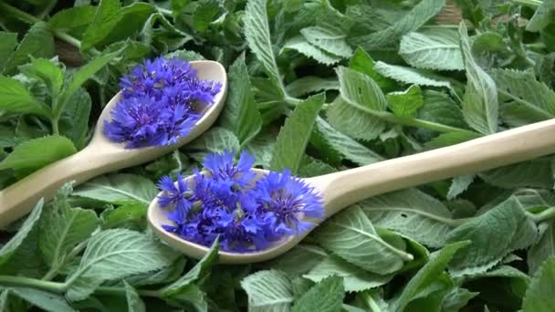 Dönen Güzel Tıbbi Çay Bitkileri Çiçek Yaprakları Ahşap Kaşıklar Taze — Stok video