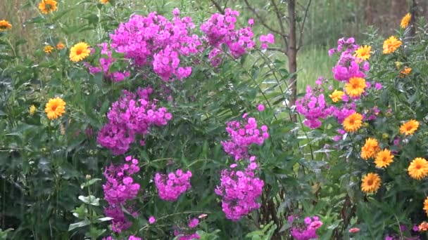 Summer Sunny Rain Falling Blossoming Flowers — Stock Video