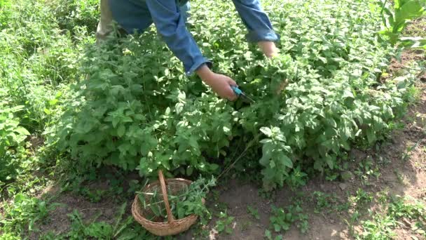 Κηπουρός Αγρότης Φυτοφάγος Που Συλλέγει Φρέσκα Βότανα Μέντας — Αρχείο Βίντεο