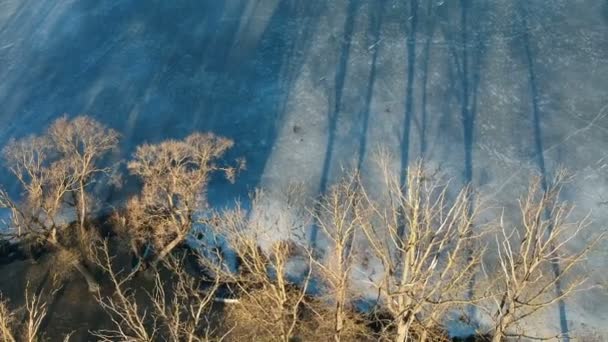 Vinter Sjö Kust Och Träd Skuggor Morgonen Antenn Utsikt — Stockvideo