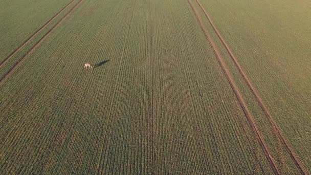 Самотній Олень Ранньому Весняному Пшеничному Полі Вид Повітря — стокове відео