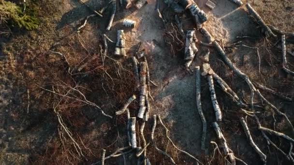 春田里被砍倒的危险的老桦树 — 图库视频影像